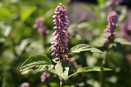 丁香花园紫丁香花与绿叶背景