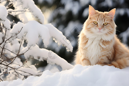 寒冬中的小猫背景图片