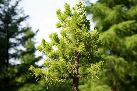 松树植物美丽的松树背景