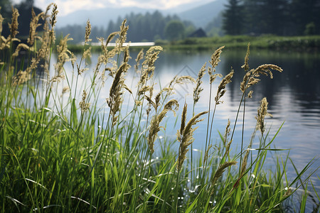 湖边摇曳的芦苇背景图片
