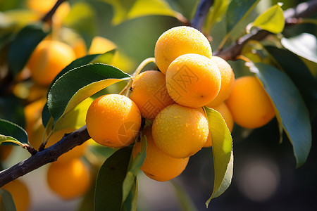 夏季农场中成熟的杏子背景图片