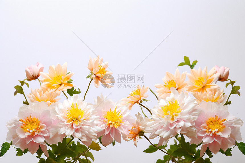 枝头上淡雅的菊花图片