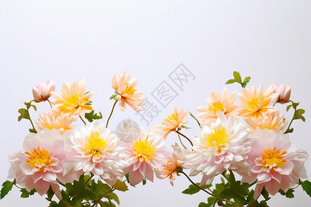 枝头上淡雅的菊花背景图片