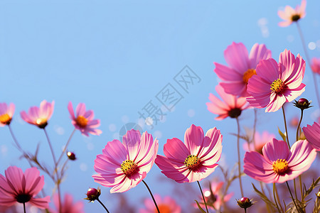 户外绽放的粉色花朵背景图片