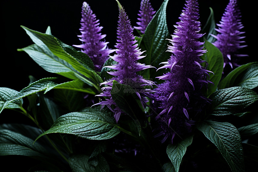 绽放的紫色植物图片