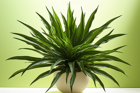 一盆绿色植物背景图片