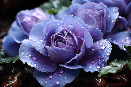 紫色花朵上的水滴背景图片