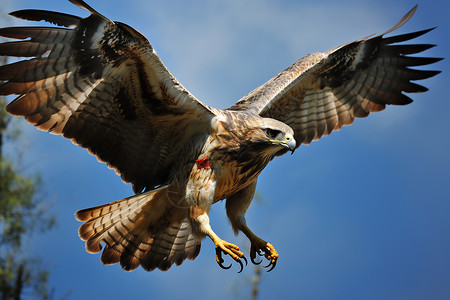 翱翔的雄鹰鹰在自然中翱翔背景