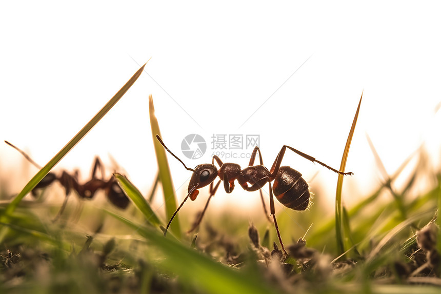 地面上爬行的蚂蚁图片