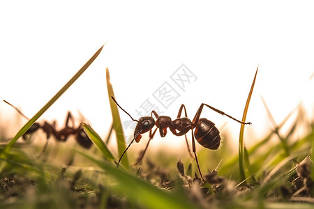 地面上爬行的蚂蚁背景图片
