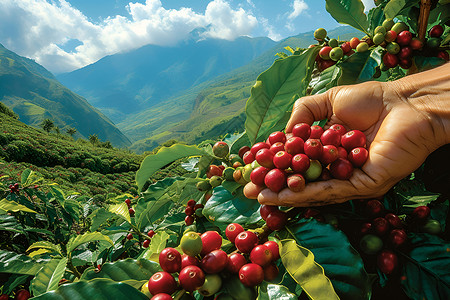 醉人咖啡果植物咖啡素材高清图片