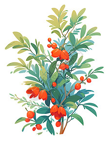 枸杞红茶树枝上成熟的枸杞插画