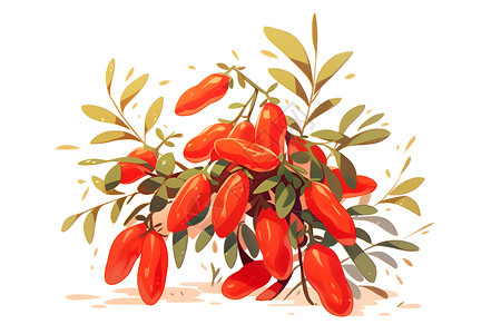 植物根茎红色枸杞和绿叶插画