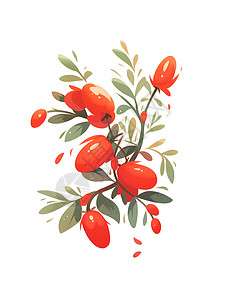 绿叶红果实枝头上的红浆果插画