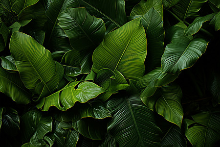 绿色叶子盆栽绿色热带植物背景