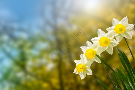 水仙花春天的花朵背景