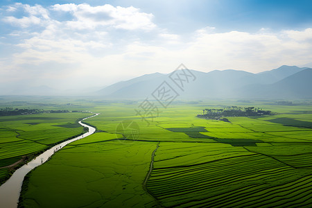 草地麦田元素乡村的大片田野背景