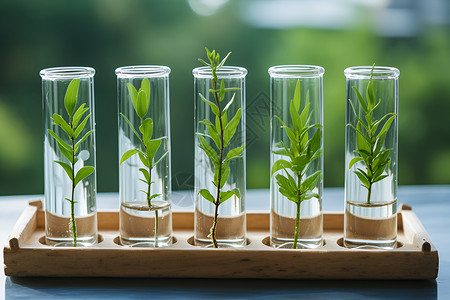 改良植物绿色实验生态背景