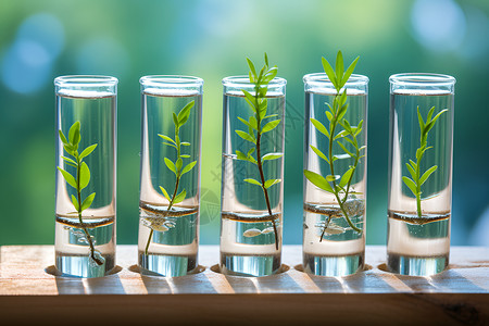 改良植物玻璃瓶植物实验背景