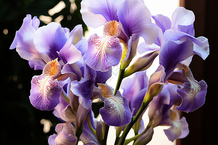紫色花朵的美丽背景图片