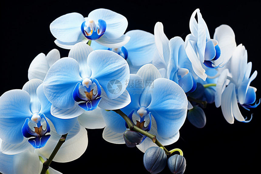 蓝色的花朵世界图片