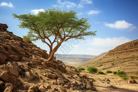 沙漠上的岩石丘陵背景图片