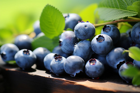 成熟的夏天新鲜的野生野蓝莓背景