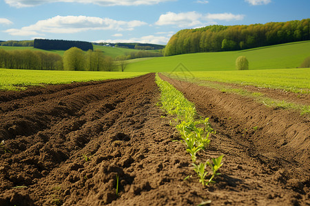 乡村种植的农作物背景图片