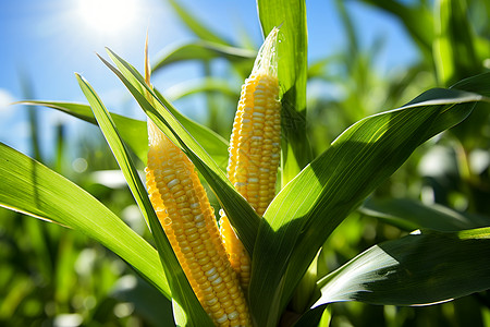 玉米田间生长的玉米棒背景图片