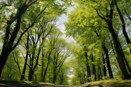 绿林画廊夏天树冠高清图片