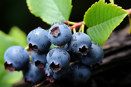桑蓝莓植物树枝上的蓝莓背景