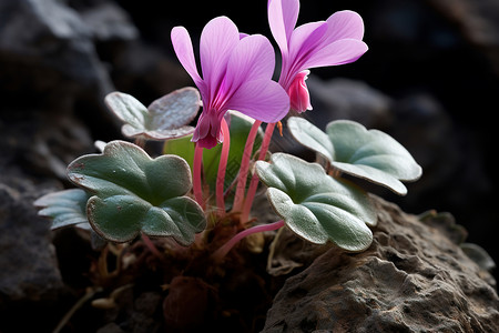 小紫花边框岩石上盛开的小紫花背景