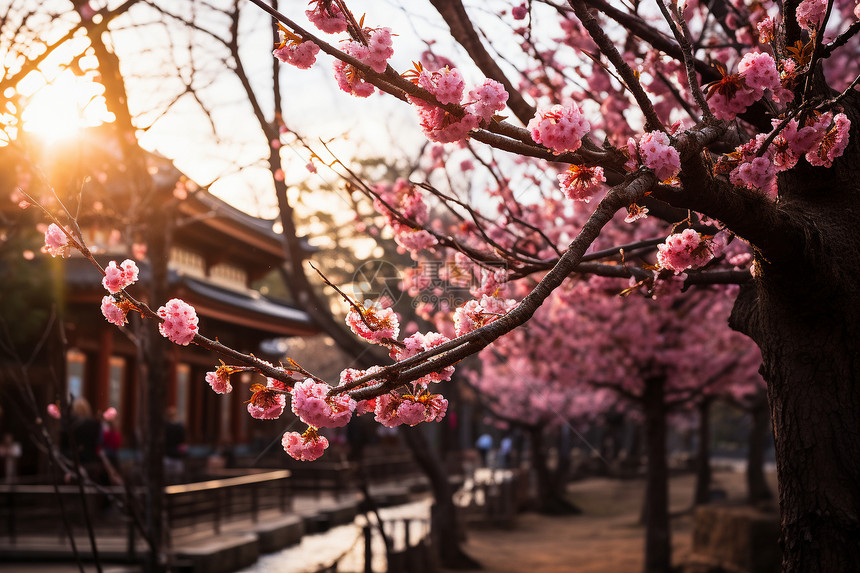樱花树下的美景图片