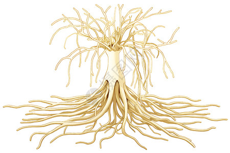 白色的根须植物根须高清图片
