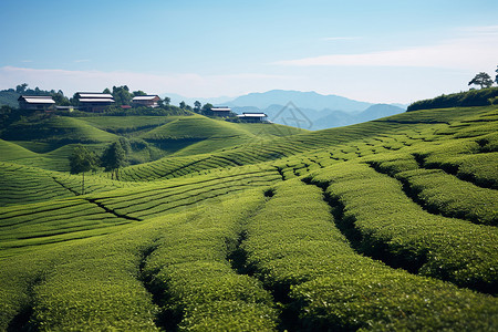 翠绿青山茶园背景图片