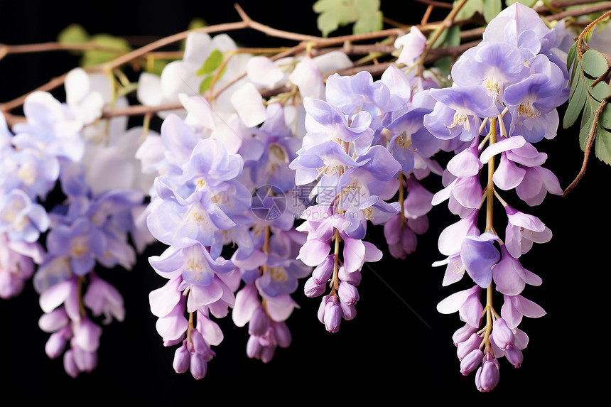 紫色盛放的花朵图片