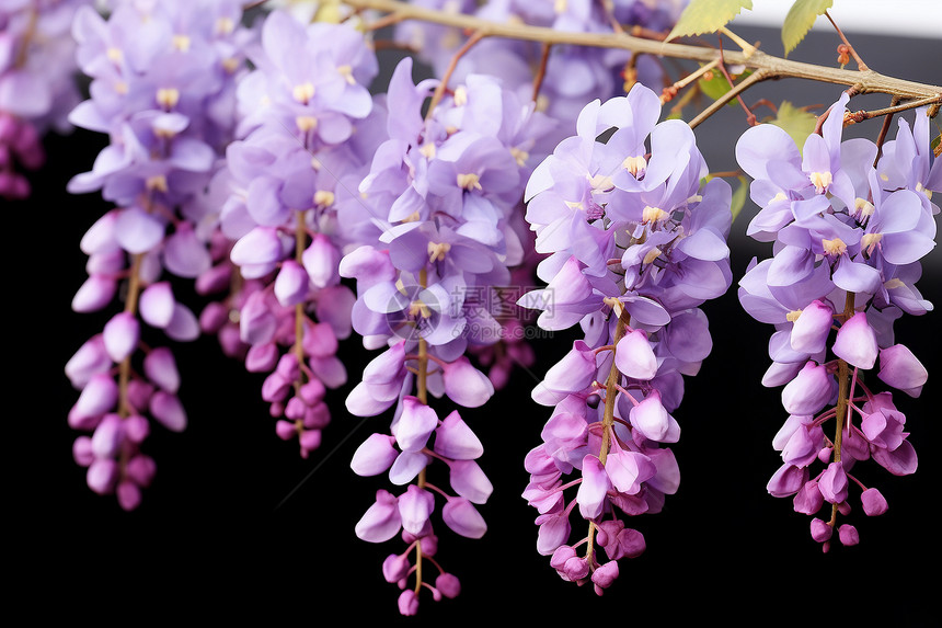 紫色花朵盛开图片