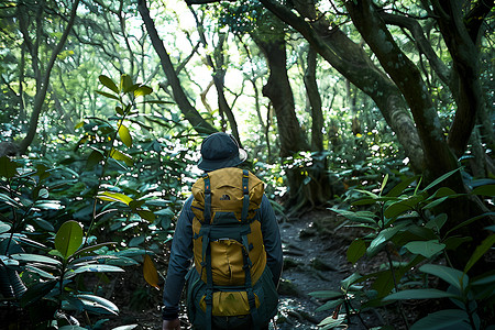 绿带雨林森林中的背包旅人背景