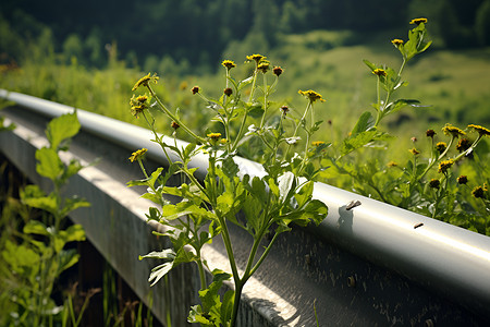 花草丛生的铁路护栏背景图片