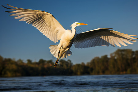 飞翔在水面上的白鹭背景图片