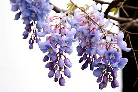 紫色藤蔓垂挂的分枝高清图片