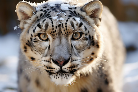 冬日的雪豹背景图片