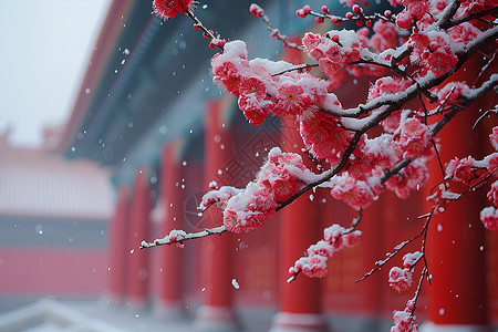 冬日朱色宫墙外的梅花背景图片