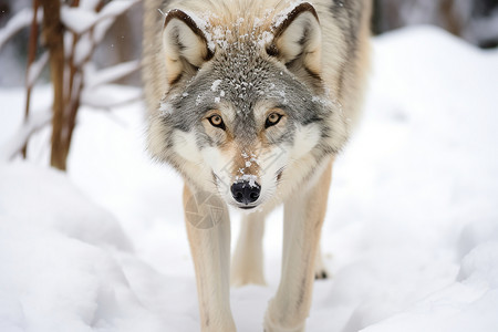 大灰狼素材冬季独行的狼背景