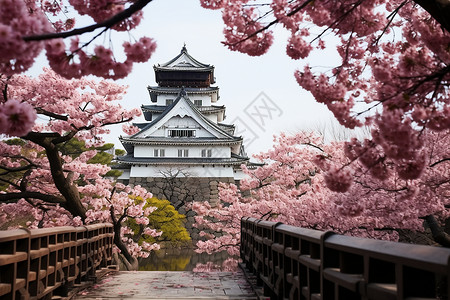 樱花桥上的日本白鹭背景图片