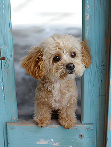 门口的狗门口的宠物小狗背景