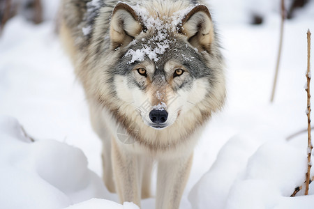 雪地里的灰狼背景图片