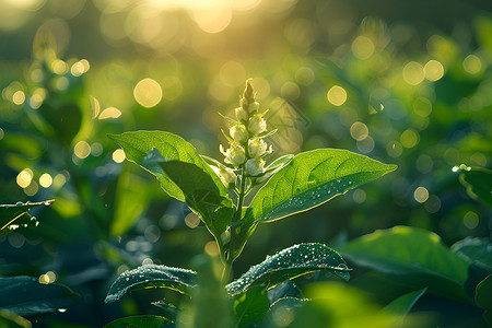 农业植物背景图片