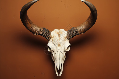 自然牛骨头背景图片