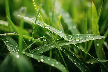 绿色清新露珠清晨雨中的绿色艺术景观背景